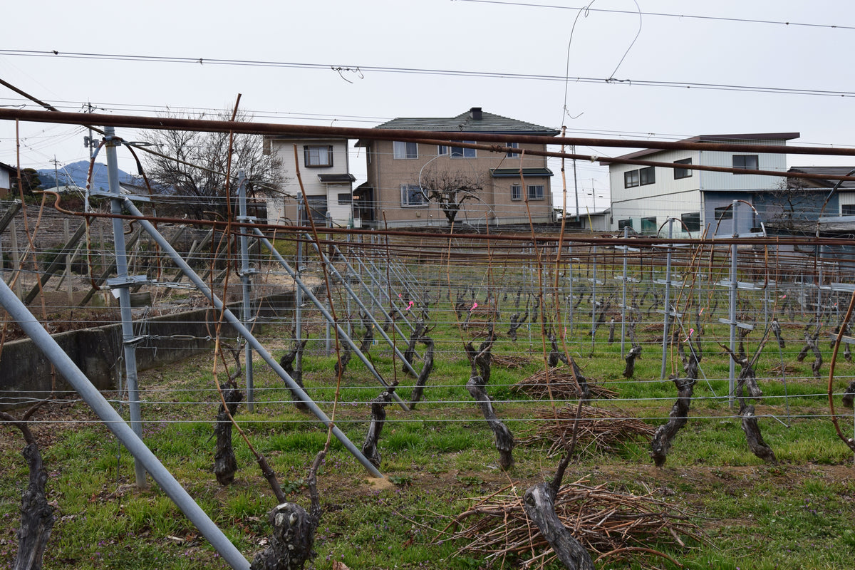 Vineyard of the Marufuji Winery